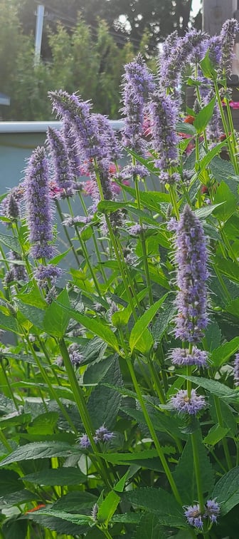 Agastache - Ma boutique