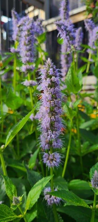 Agastache - Ma boutique