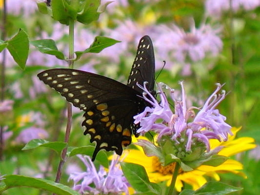 mONARDE - Ma boutique