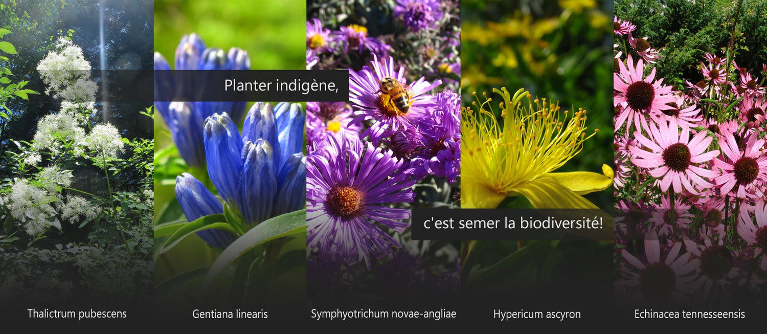 Plante à fleurs - Ma boutique