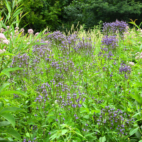 Verbena hastata - Ma boutique
