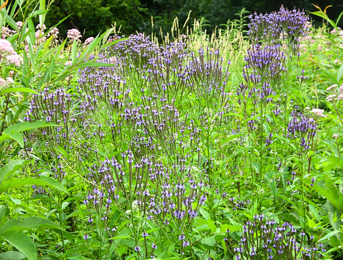 Verbena hastata - Ma boutique