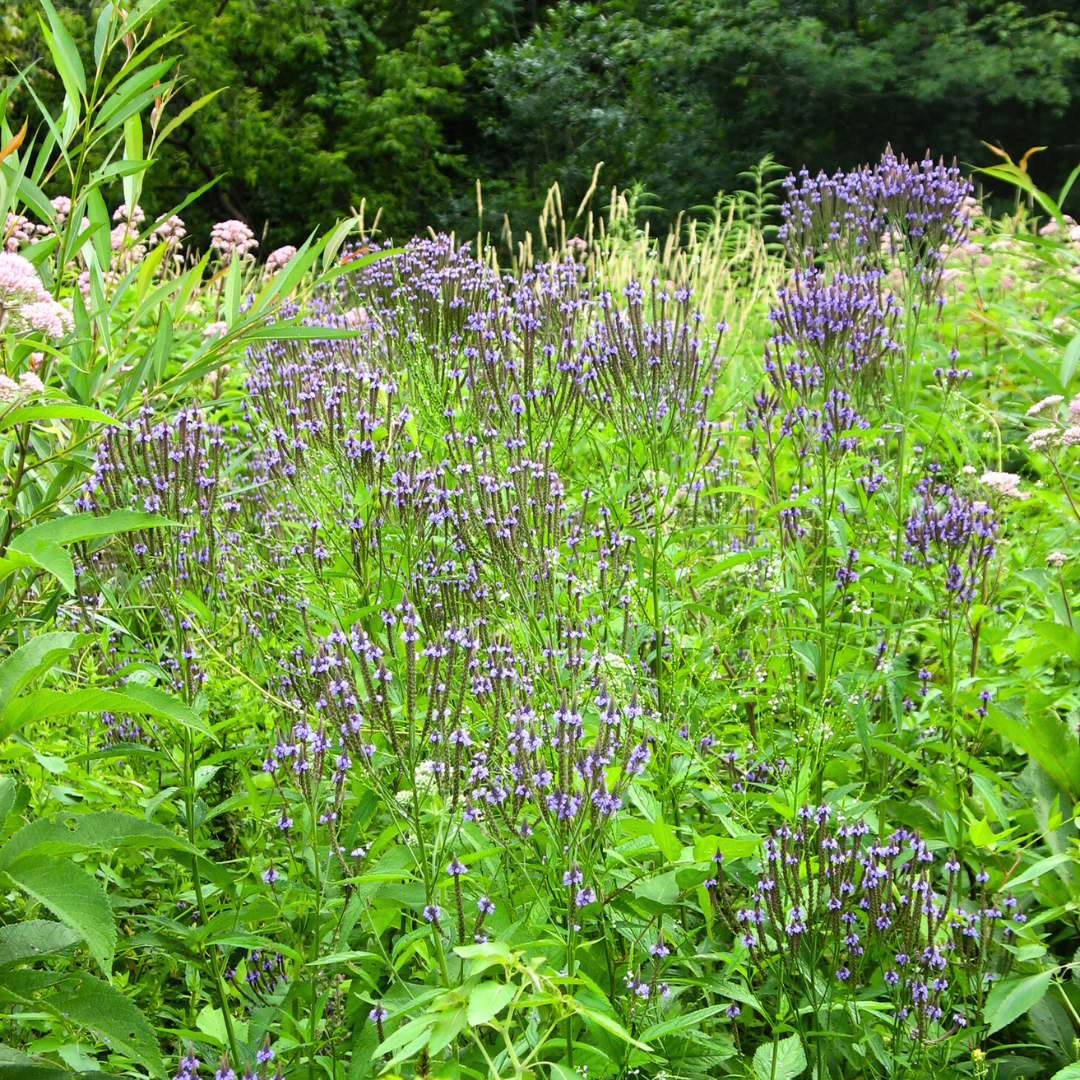 Verbena hastata - Ma boutique