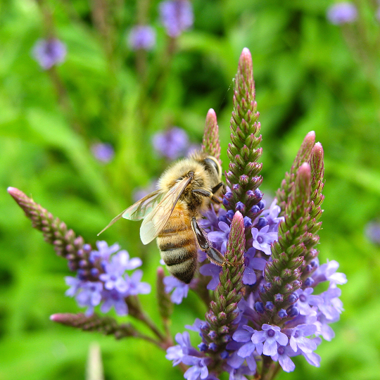 Verbena hastata - Ma boutique