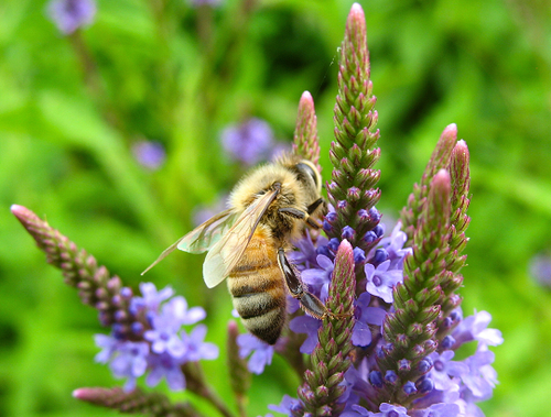 Verbena hastata - Ma boutique