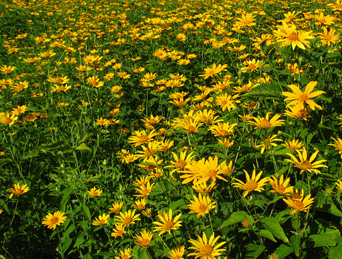 Heliopsis helianthoides - Héliopsis faux-helianthe
