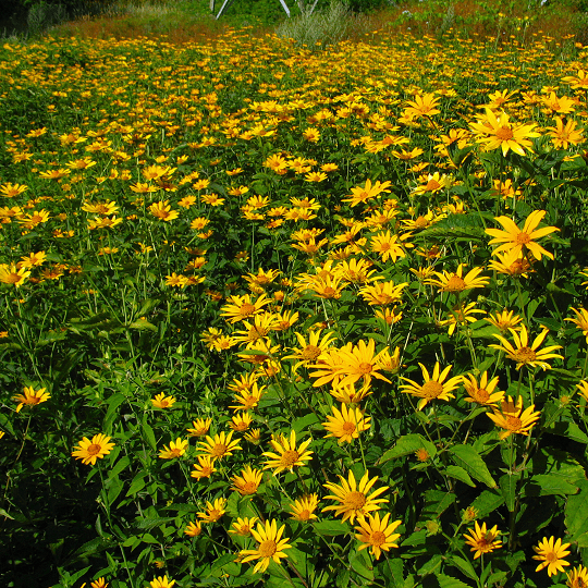 Heliopsis helianthoides - Héliopsis faux-helianthe