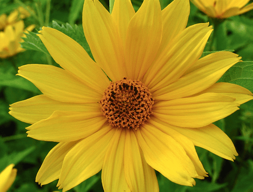 Heliopsis helianthoides - Héliopsis faux-helianthe