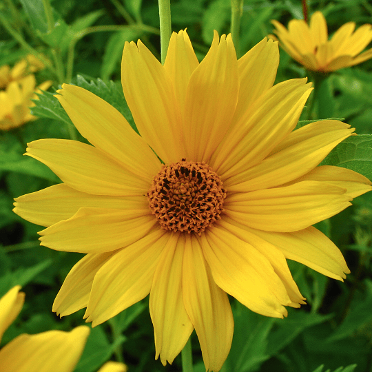 Heliopsis helianthoides - Héliopsis faux-helianthe