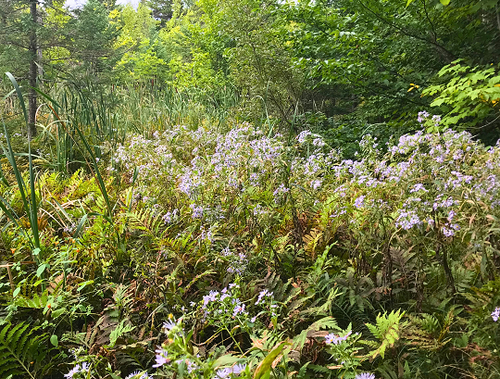 Symphyotricum puniceum - Aster ponceau 