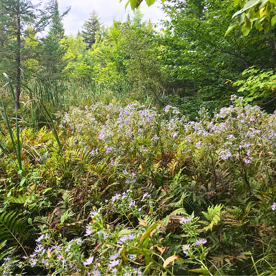 Symphyotricum puniceum - Aster ponceau 