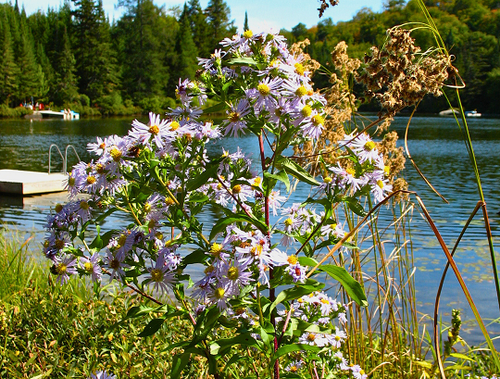 Symphyotricum puniceum - Aster ponceau 