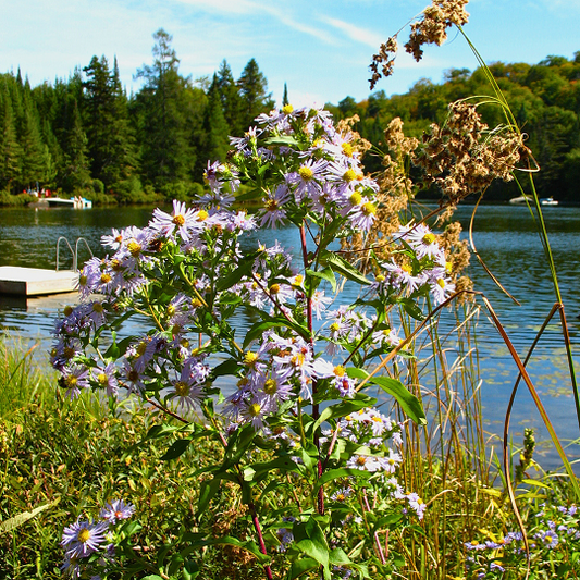 Symphyotricum puniceum - Aster ponceau 