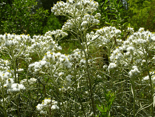 Anaphalis margaritacea - Immortelle
