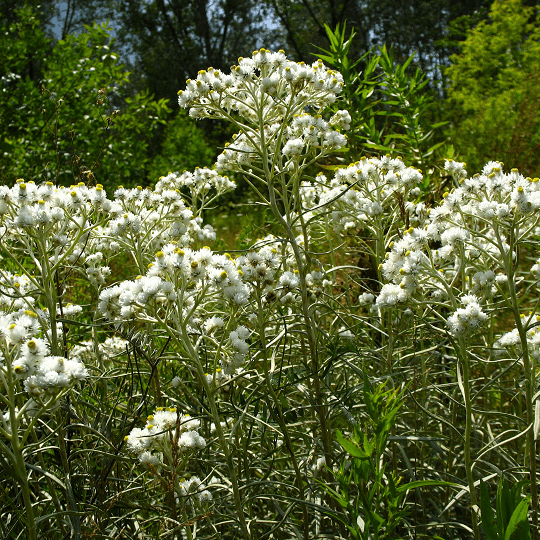 Anaphalis margaritacea - Immortelle