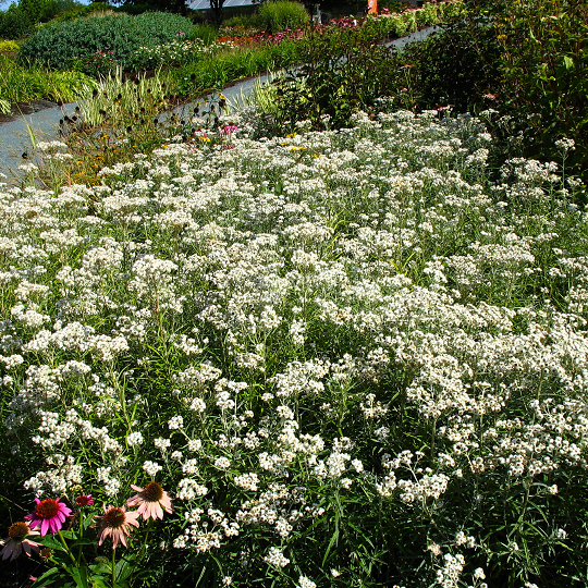 Anaphalis margaritacea - Immortelle