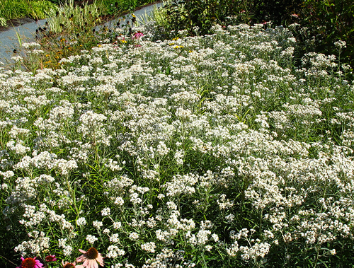 Anaphalis margaritacea - Immortelle