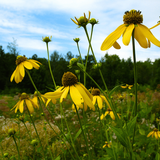 Rudbeckia laciniata - Rudbeckie laciniée