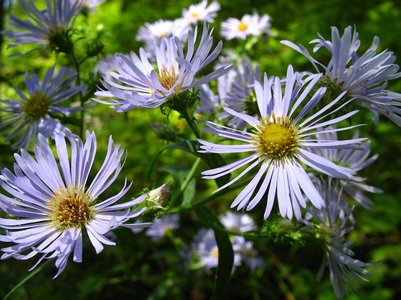 Symphyotrichum puniceum