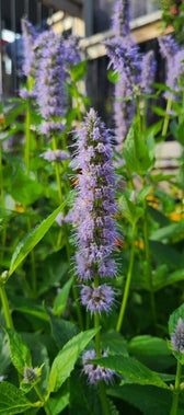 Agastache - Ma boutique