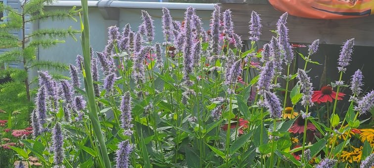 Agastache - Ma boutique