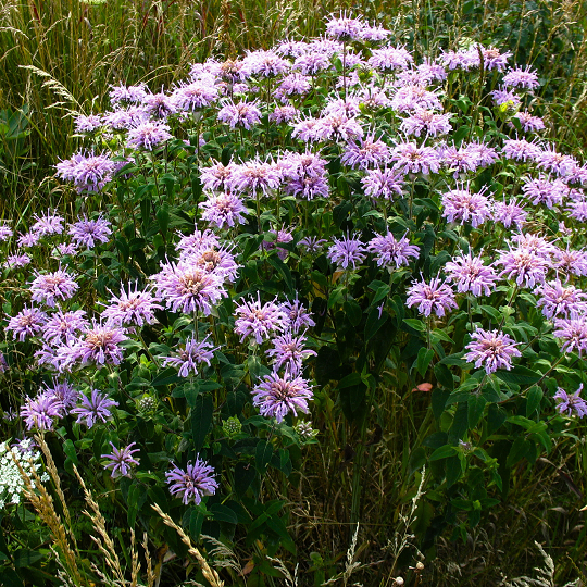Monarda fistulosa - Ma boutique