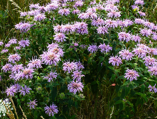 Monarda fistulosa - Ma boutique