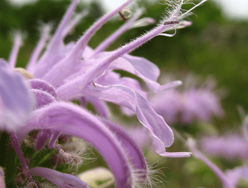 Monarda fistulosa - Ma boutique
