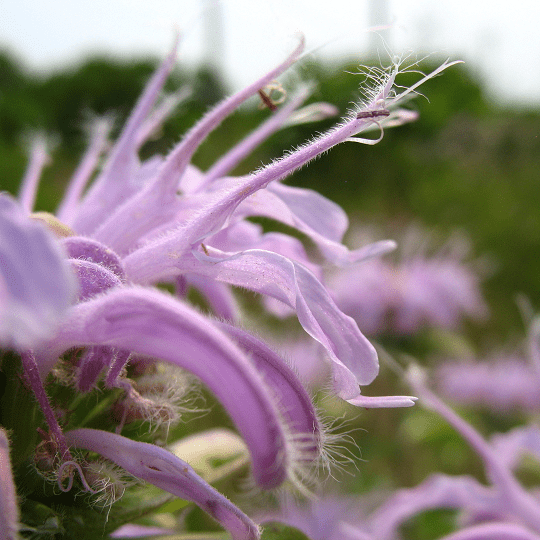 Monarda fistulosa - Ma boutique
