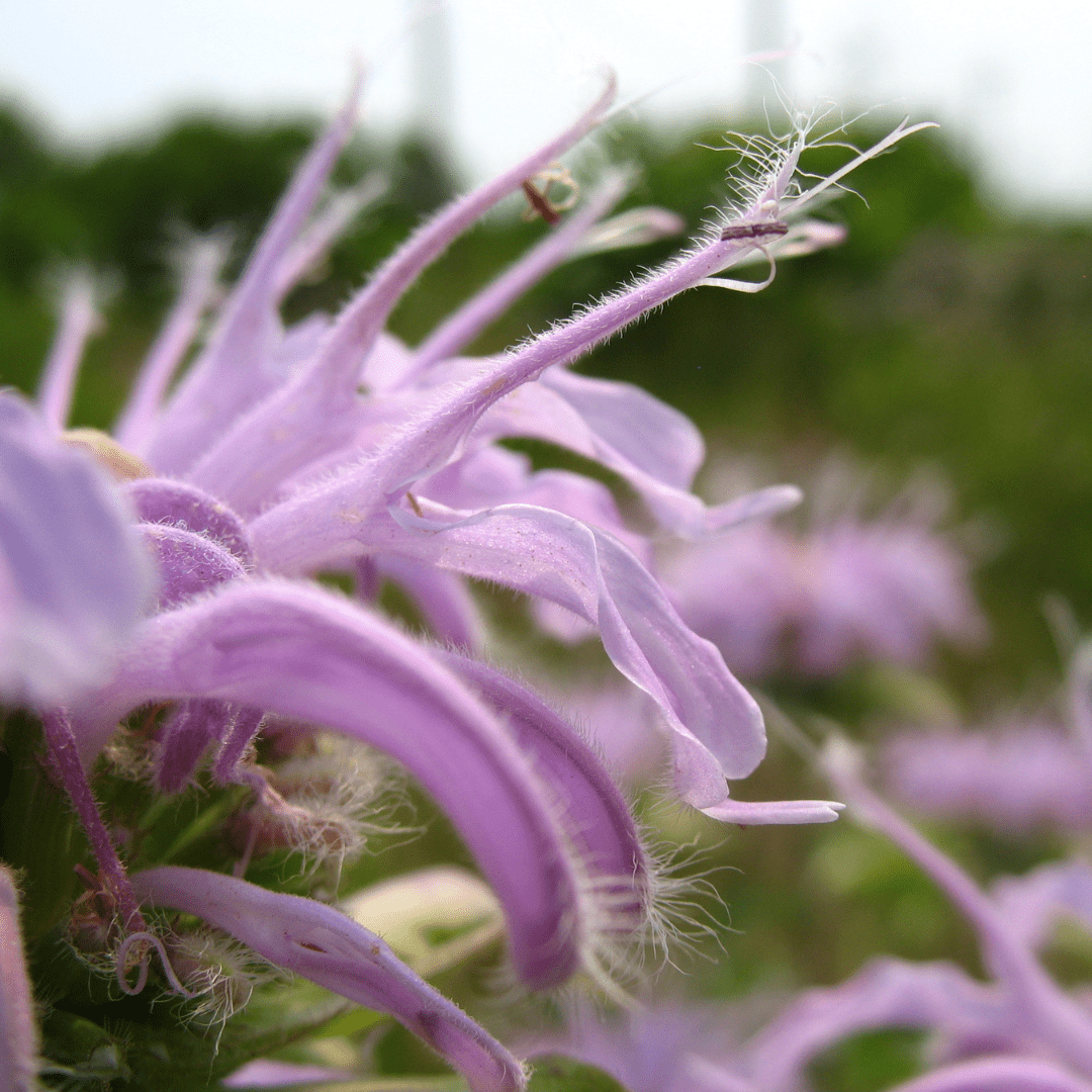 Monarda fistulosa - Ma boutique