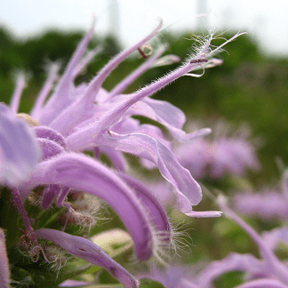 Monarda fistulosa - Ma boutique