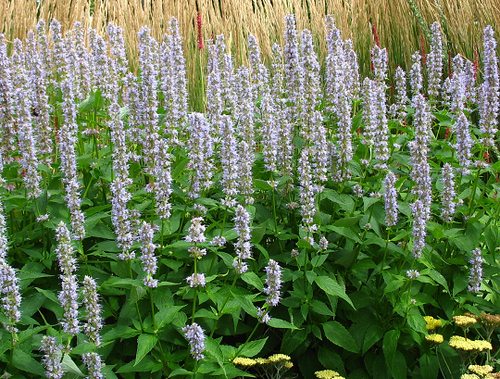 Agastache foeniculum - Ma boutique