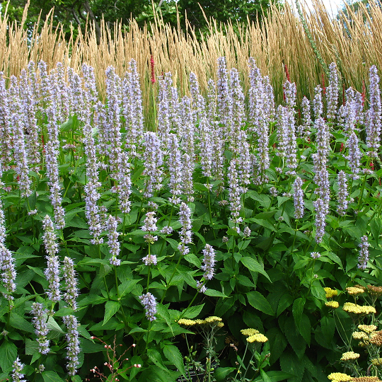 Agastache foeniculum - Ma boutique