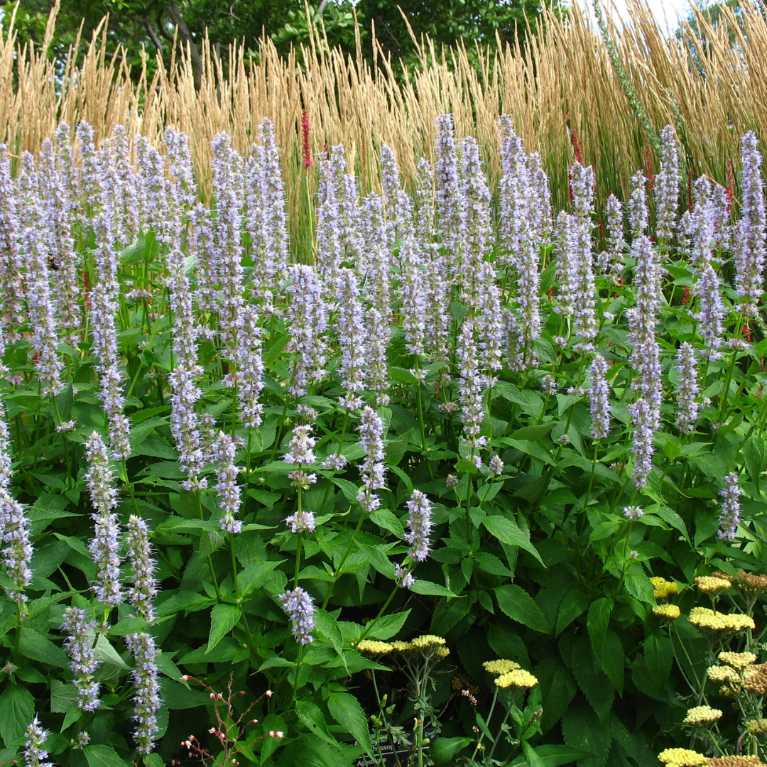 Agastache foeniculum - Ma boutique
