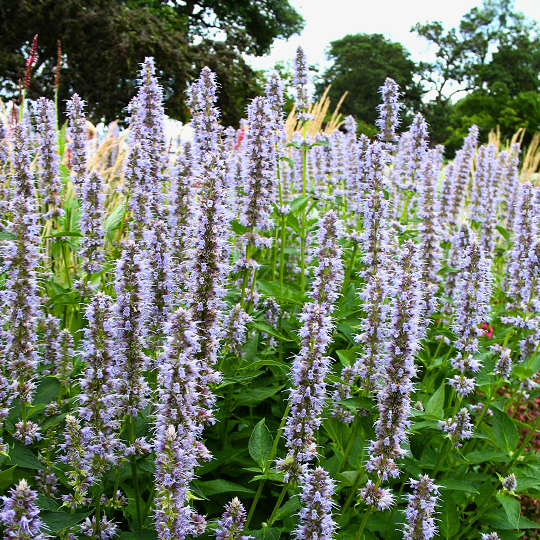 Agastache foeniculum - Ma boutique