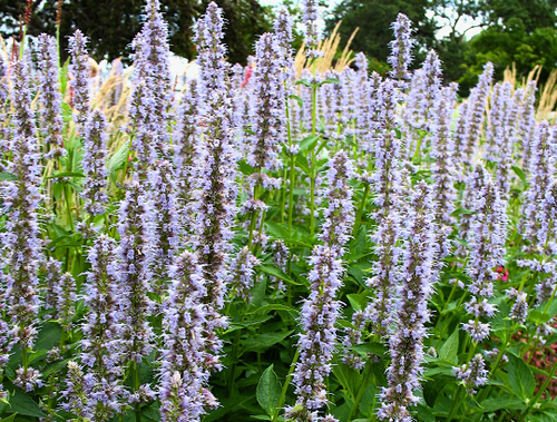 Agastache foeniculum - Ma boutique