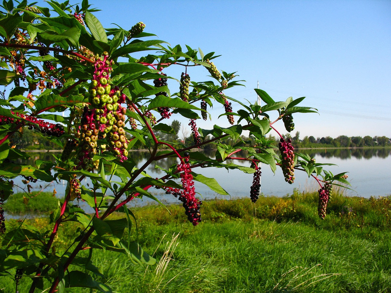Phytolacca americana