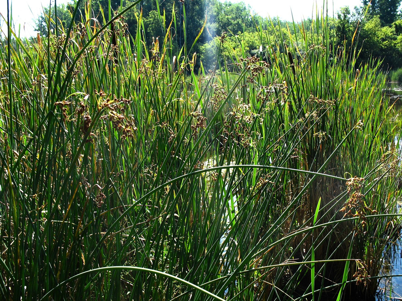 Schoenoplectus tabernaemontani