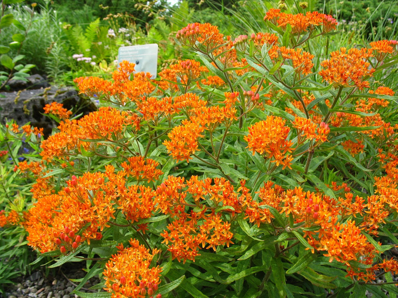 Asclepias tuberosa