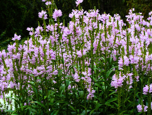 Physostegia virginiana - Ma boutique
