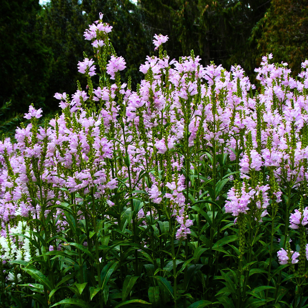 Physostegia virginiana - Ma boutique