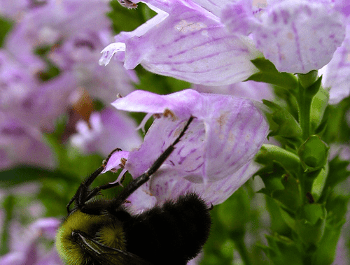 Physostegia virginiana - Ma boutique