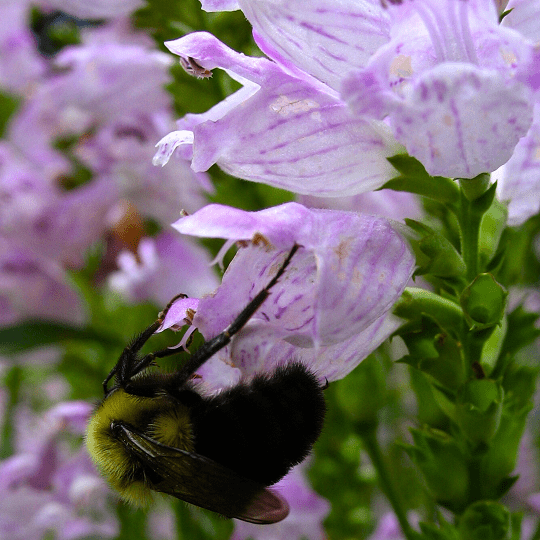 Physostegia virginiana - Ma boutique
