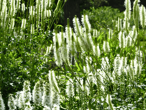 Sanguisorba canadensis - Ma boutique