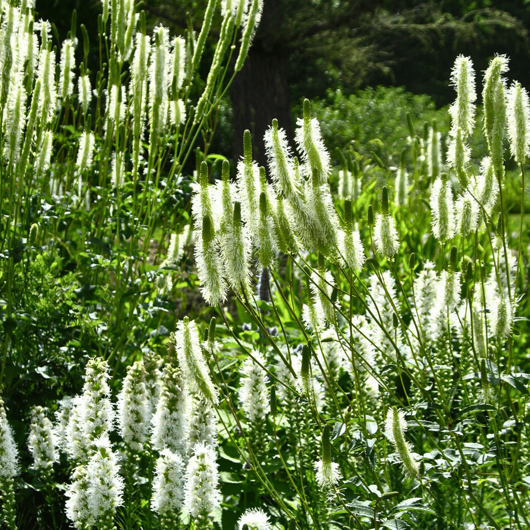 Sanguisorba canadensis - Ma boutique
