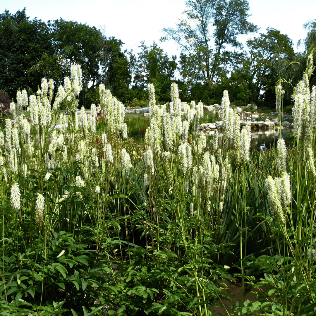 Sanguisorba canadensis - Ma boutique