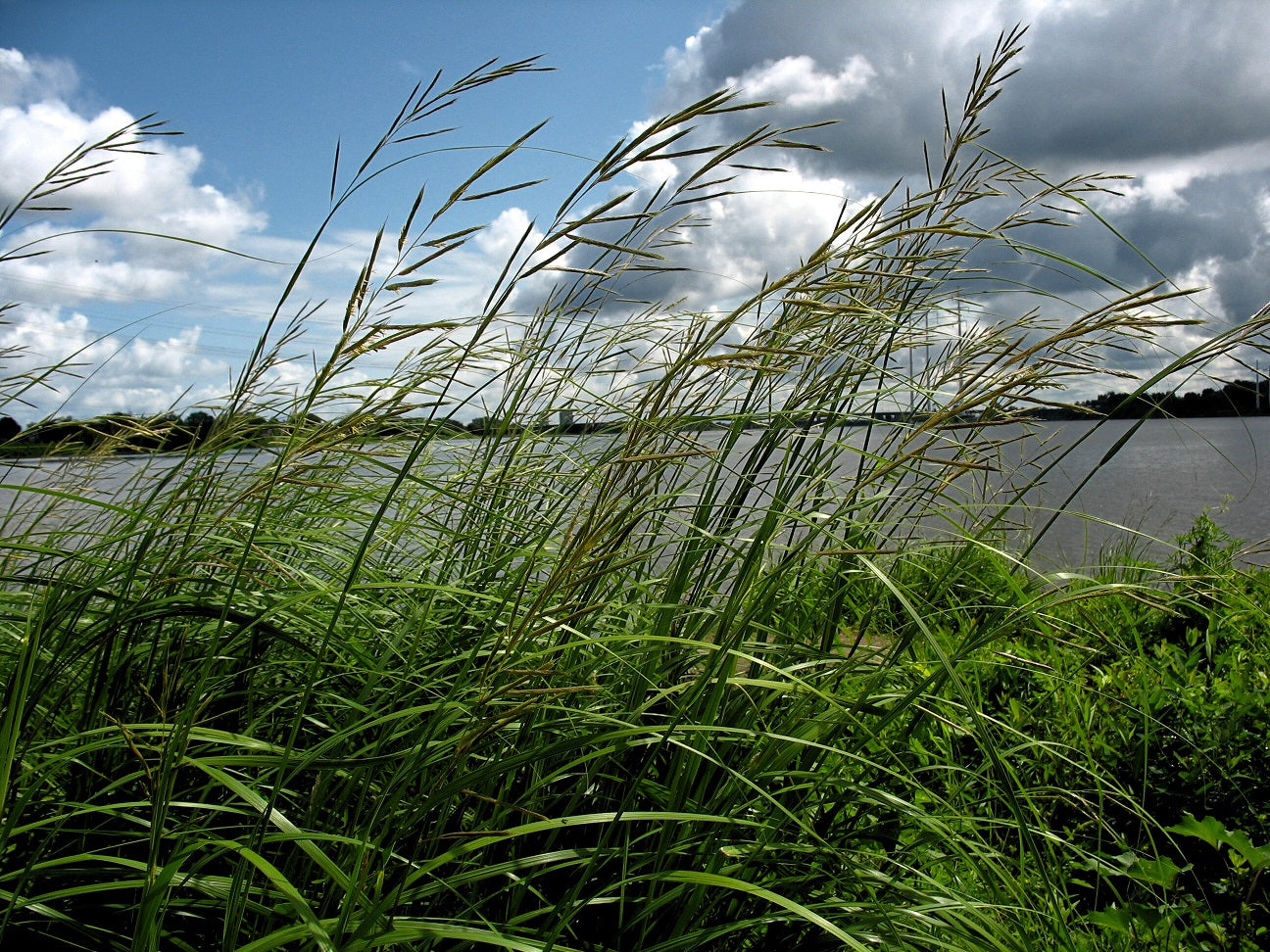 Sporobolus michauxianus _Spartina pectinata