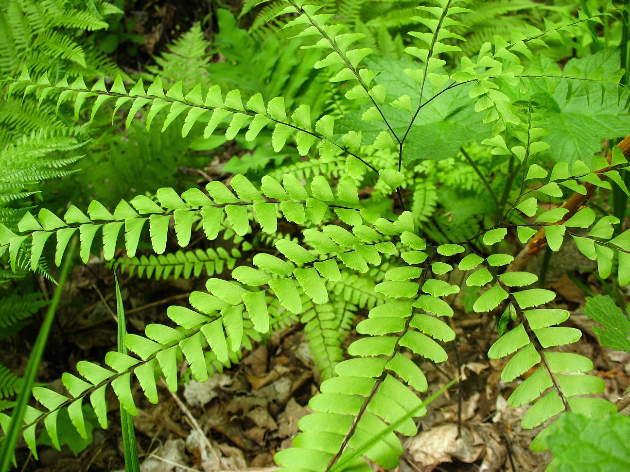 Adiantum pedatum