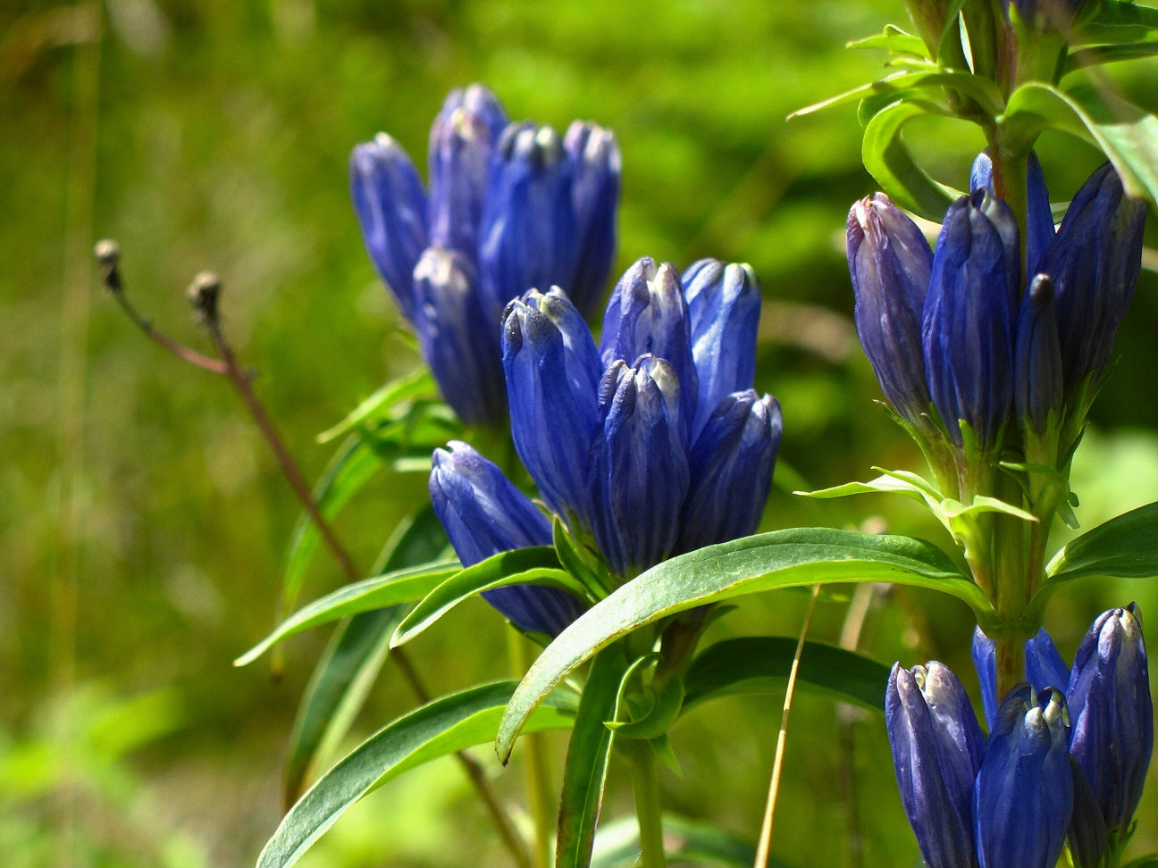 Gentiana linearis
